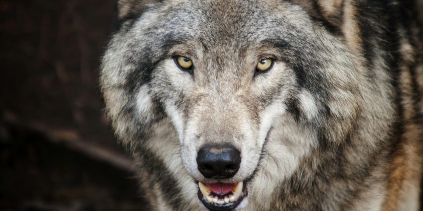 Intense close-up of a wild gray wolf showcasing its piercing eyes and natural fur texture.